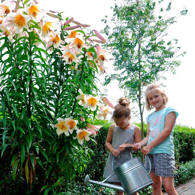 tree flower lily High Tea Lily Tree Lily Blooms Species Growing Bonsai Bulbs Roots Rhizomes Corms Tubers Potted Planting Reblooming Fragrant Garden Flower Seeds Plant