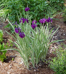 Iris Ensata Variegata Very Large Showy Flowers Bearded Iris Species Growing Bonsai Bulbs Roots Rhizomes Corms Tubers Potted Planting Reblooming Fragrant Garden Flower Seeds Plant