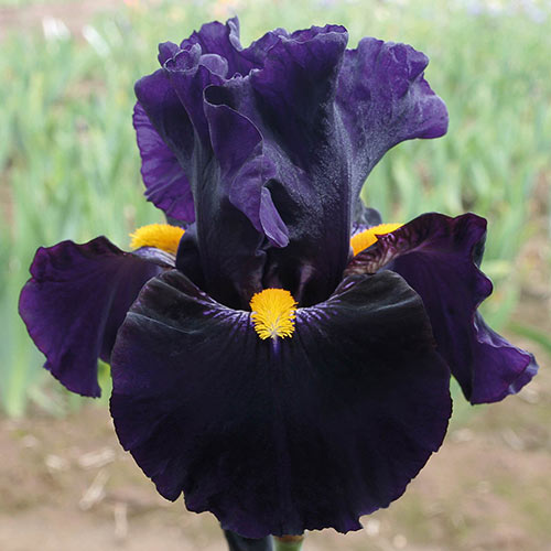 Lady of the Night German Iris Bring Dimension to your Mixed Border ...