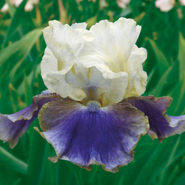 On Deck Reblooming Bearded Iris Species Growing Bonsai Bulbs Roots Rhizomes Corms Tubers Potted Planting Reblooming Fragrant Garden Flower Seeds Plant