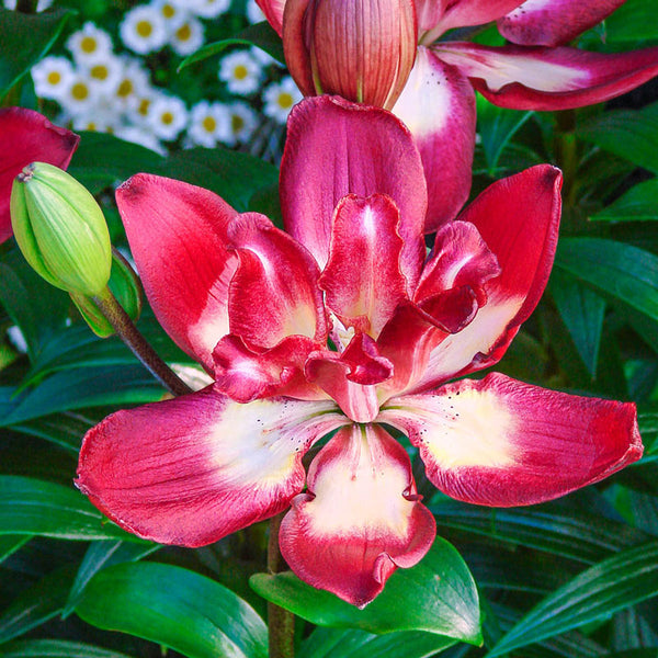 Double Sensation Lily Blooms Species Growing Bonsai Bulbs Roots Rhizomes Corms Tubers Potted Planting Reblooming Fragrant Garden Flower Seeds Plant