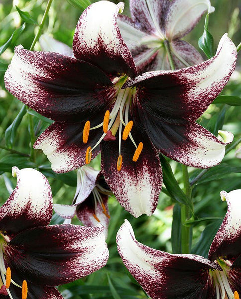 Stracciatella Event Asiatic Hybrid Lily Blooms Species Growing Bonsai Bulbs Roots Rhizomes Corms Tubers Potted Planting Reblooming Fragrant Garden Flower Seeds Plant