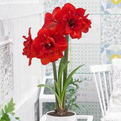 Double King Amaryllis Hippeastrum Blooms Species Growing Bonsai Bulbs Roots Rhizomes Corms Tubers Potted Planting Reblooming Fragrant Garden Flower Seeds Plant  Size 12-16cm