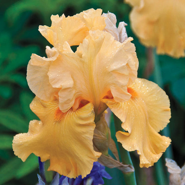 Lunar Fire Bearded iris Species Growing Bonsai Bulbs Roots Rhizomes Corms Tubers Potted Planting Reblooming Fragrant Garden Flower Seeds Plant