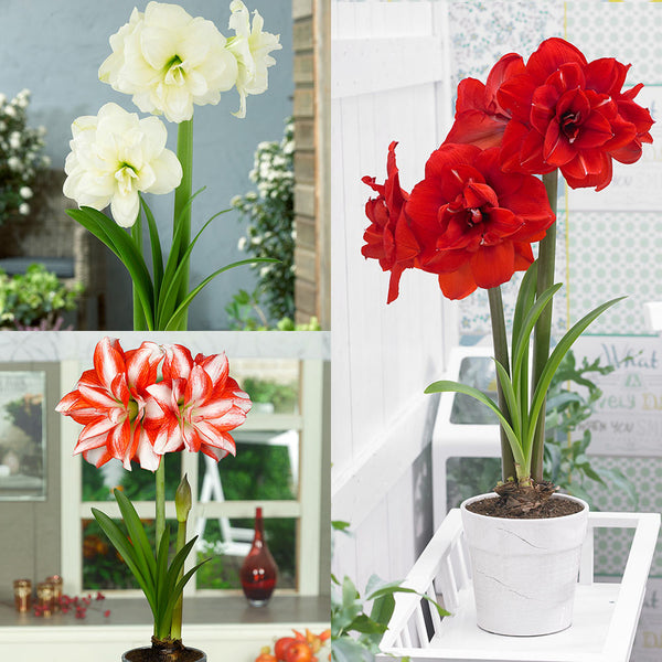 Double Flowered Amaryllis Hippeastrum Blooms Species Growing Bonsai Bulbs Roots Rhizomes Corms Tubers Potted Planting Reblooming Fragrant Garden Flower Seeds Plant  Size 12-16cm