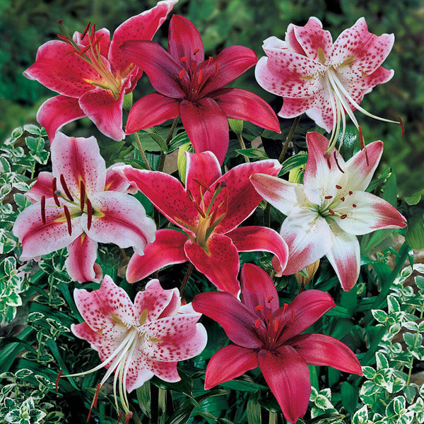 Red Lily Blend Lily Blooms Species Growing Bonsai Bulbs Roots Rhizomes Corms Tubers Potted Planting Reblooming Fragrant Garden Flower Seeds Plant