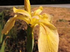 Bearded Iris Species Growing In Roadside Ditch In The City of Grants Pass In Josephine County In Oregon Garden Flower Seeds Plant - Seedsplant