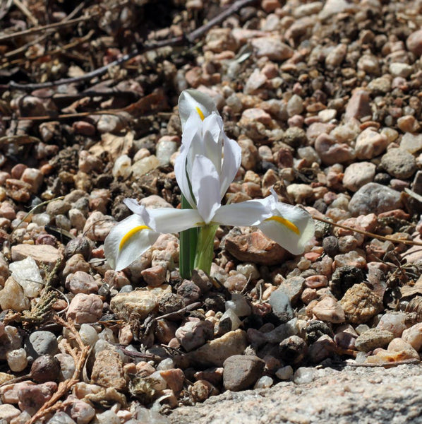 Iris reticulata Alba Cultivars Bearded Iris Species Growing Bonsai Bulbs Roots Rhizomes Corms Tubers Potted Planting Reblooming Fragrant Garden Flower Seeds Plant