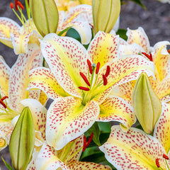 Tigermoon Lily Blooms Species Growing Bonsai Bulbs Roots Rhizomes Corms Tubers Potted Planting Reblooming Fragrant Garden Flower Seeds Plant - Seedsplant