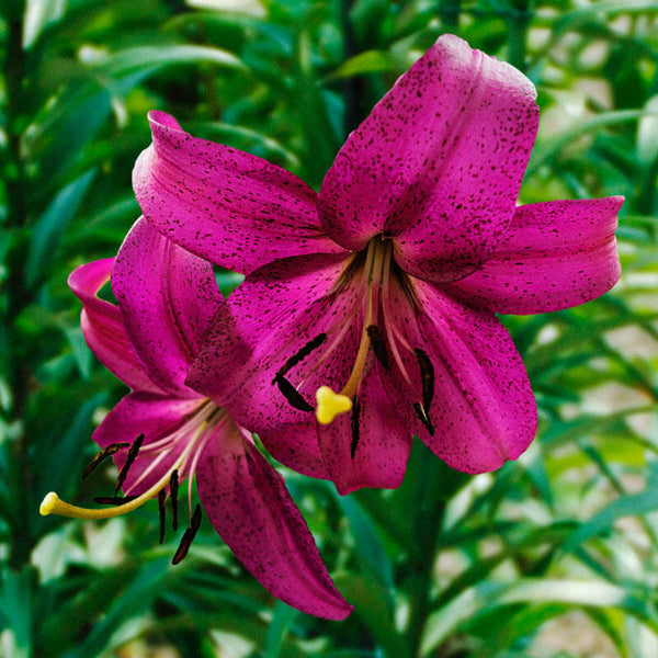 Purple Marble Lily Blooms Species Growing Bonsai Bulbs Roots Rhizomes Corms Tubers Potted Planting Reblooming Fragrant Garden Flower Seeds Plant