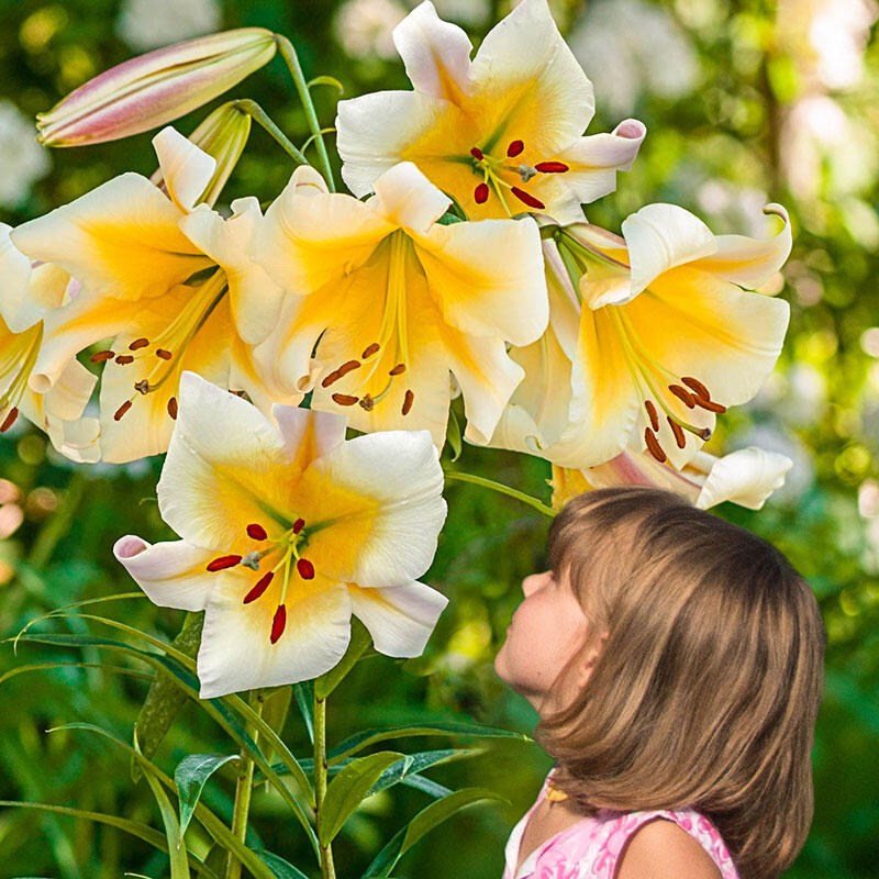 Miss Peculiar Lily Tree Lily Blooms Species Growing Bonsai Bulbs Roots  Rhizomes Corms Tubers Potted Planting Reblooming Fragrant Garden Flower  Seeds
