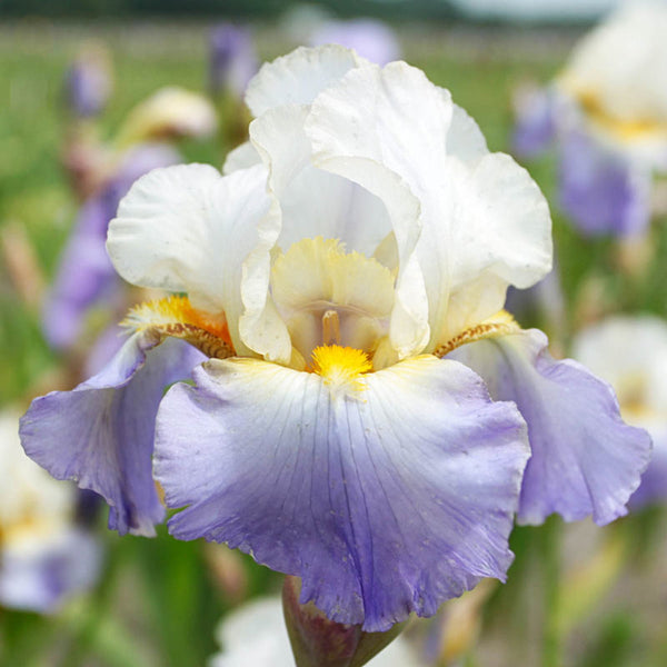 Marianne Smile Reblooming Bearded Iris Species Growing Bonsai Bulbs Roots Rhizomes Corms Tubers Potted Planting Fragrant Garden Flower Seeds Plant
