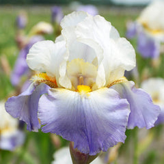 Marianne Smile Reblooming Bearded Iris Species Growing Bonsai Bulbs Roots Rhizomes Corms Tubers Potted Planting Fragrant Garden Flower Seeds Plant