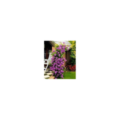 Purple Climbing Rose Seedlings Flower Seeds Perennial Growing Bonsai Corms Tubers Potted Planting Reblooming Fragrant Garden Roots Rhizomes Species Blooms Plant Bulbs Gardening Tree