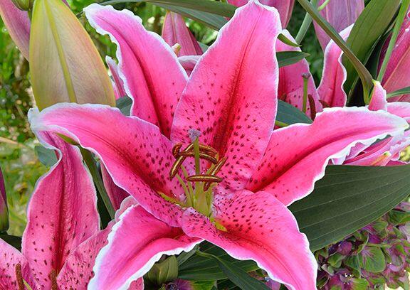 Jewel Star Oriental Hybrid Lily Blooms Species Growing Bonsai Bulbs Roots Rhizomes Corms Tubers Potted Planting Reblooming Fragrant Garden Flower Seeds Plant