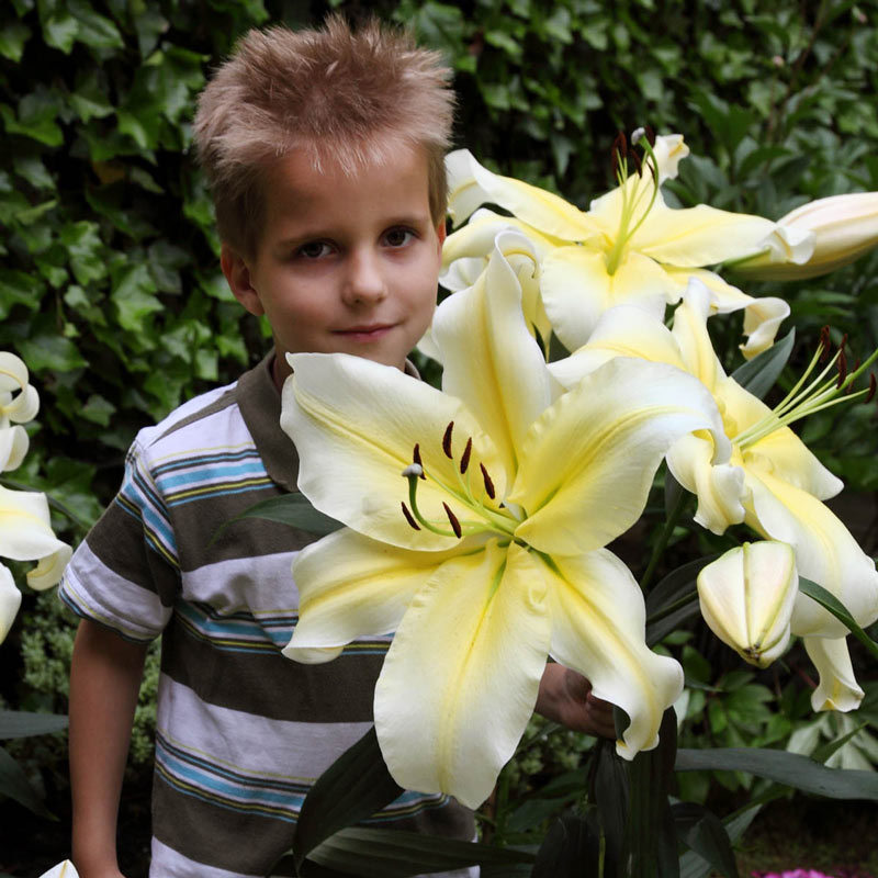 big brother lily flower Big Brother Oriental Lily Blooms Species Growing Bonsai Bulbs Roots Rhizomes Corms Tubers Potted Planting Reblooming Fragrant Garden Flower Seeds Plant