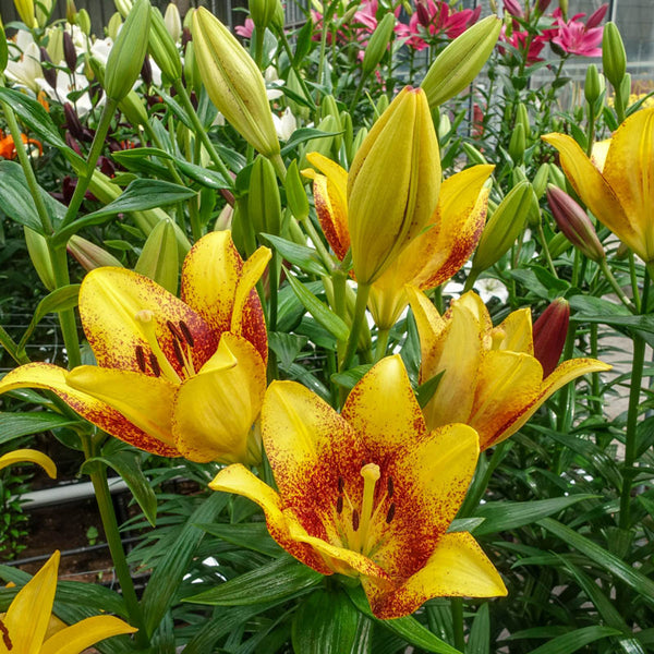 Sweet Valley Lily Blooms Species Growing Bonsai Bulbs Roots Rhizomes Corms Tubers Potted Planting Reblooming Fragrant Garden Flower Seeds Plant