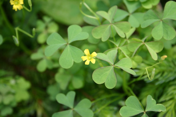 Johnny Oxalis Bulbs Wood Sorrel Shamrock Perennial Growing Bonsai Roots Rhizomes Corms Tubers Potted Planting Reblooming Fragrant Garden Species Blooms Flower Seeds Plant Gardening