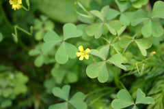 Johnny Oxalis Bulbs Wood Sorrel Shamrock Perennial Growing Bonsai Roots Rhizomes Corms Tubers Potted Planting Reblooming Fragrant Garden Species Blooms Flower Seeds Plant Gardening