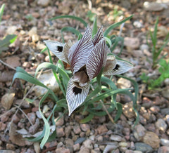 Iris Acutiloba Var Resembles A Bat Iris Species Growing Bonsai Bulbs Roots Rhizomes Corms Tubers Potted Planting Reblooming Fragrant Garden Flower Seeds Plant