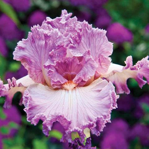 Social Graces Bearded Iris Species Growing Bonsai Bulbs Roots Rhizomes Corms Tubers Potted Planting Reblooming Fragrant Garden Flower Seeds Plant