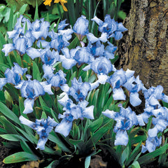 Forever Blue Dwarf Reblooming Bearded Iris Species Growing Bonsai Bulbs Roots Rhizomes Corms Tubers Potted Planting Reblooming Fragrant Garden Flower Seeds Plant