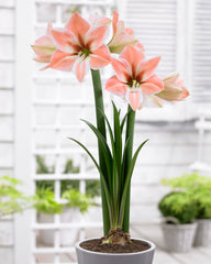 Apricot Parfait Amaryllis Hippeastrum Blooms Species Growing Bonsai Bulbs Roots Rhizomes Corms Tubers Potted Planting Reblooming Fragrant Garden Flower Seeds Plant  Size 12-16cm