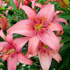 Morpho Pink Lily Blooms Species Growing Bonsai Bulbs Roots Rhizomes Corms Tubers Potted Planting Reblooming Fragrant Garden Flower Seeds Plant