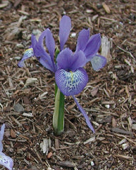 Iris Lady Beatrice Stanley Wedgewood Blue Wide Falls Bearded Iris Species Growing Bonsai Bulbs Roots Rhizomes Corms Tubers Potted Planting Flower