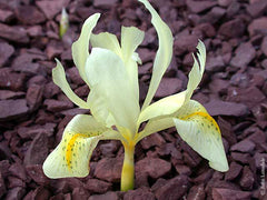 Iris Winogradowii Fomin Has Pale Primose Yellow Flower Green Spots Falls Rhizomes Corms Tubers Potted Planting Reblooming Fragrant Garden Flower Seeds Plant