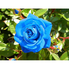 Light Blue Rose Seedlings Flower Seeds Perennial Growing Bonsai Corms Tubers Potted Planting Reblooming Fragrant Garden Roots Rhizomes Species Blooms Plant Bulbs Gardening Tree