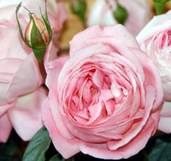 Voyage Rose Seedlings Flower Seeds Perennial Growing Bonsai Corms Tubers Potted Planting Reblooming Fragrant Garden Roots Rhizomes Species Blooms Plant Bulbs Gardening Tree