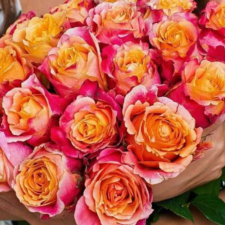 Fire Rose Seedlings Flower Seeds Perennial Growing Bonsai Corms Tubers ...