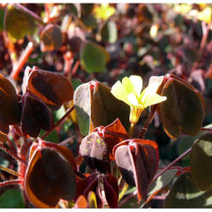 Coppertones Sorrel Oxalis Bulbs Wood Shamrock Perennial Growing Bonsai Roots Rhizomes Corms Tubers Potted Planting Reblooming Fragrant Garden Species Blooms Flower Seeds Plant Gardening