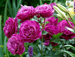 Wild Yonder Rose Seedlings Flower Seeds Perennial Growing Bonsai Corms Tubers Potted Planting Reblooming Fragrant Garden Roots Rhizomes Species Blooms Plant Bulbs Gardening Tree