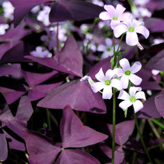 Triangularis Purple Oxalis Bulbs Wood Sorrel Shamrock Perennial Growing Bonsai Roots Rhizomes Corms Tubers Potted Planting Reblooming Fragrant Garden Species Blooms Flower Seeds Plant Gardening - Seedsplant