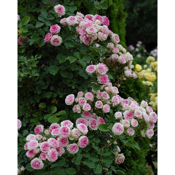 rose creeper seeds Mini Eden Rose Seedlings Flower Seeds Perennial Growing Bonsai Corms Tubers Potted Planting Reblooming Fragrant Garden Roots Rhizomes Species Blooms Plant Bulbs Gardening Tree