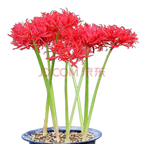 Hot Sell Lycoris Spider Lilies Bulbs Radiata Hurricane Lily Cluster Amayllis Growing Bonsai Roots Rhizomes Corms Tubers Potted Planting Reblooming Fragrant Garden Species Blooms Flower Seeds Plant Gardening