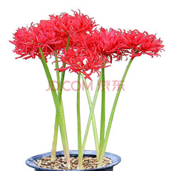 Hot Sell Lycoris Spider Lilies Bulbs Radiata Hurricane Lily Cluster Amayllis Growing Bonsai Roots Rhizomes Corms Tubers Potted Planting Reblooming Fragrant Garden Species Blooms Flower Seeds Plant Gardening