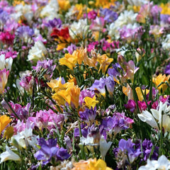 Single Mix Freesia Bulbs Growing Bonsai Roots Rhizomes Corms Tubers Potted Planting Reblooming Fragrant Garden Species Blooms Flower Seeds Plant Gardening