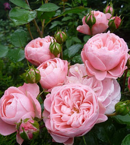 Bailando Rose Seedlings Flower Seeds Perennial Growing Bonsai Corms Tubers Potted Planting Reblooming Fragrant Garden Roots Rhizomes Species Blooms Plant Bulbs Gardening Tree