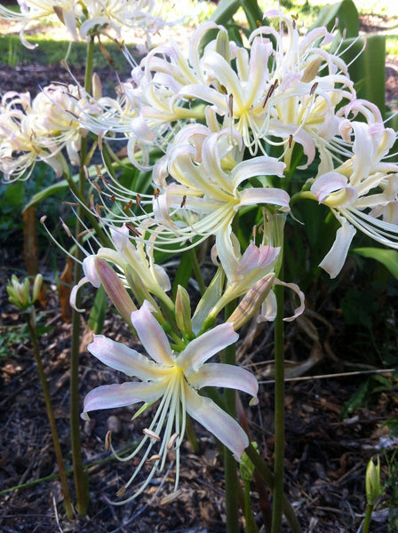White Lycoris Spider Lilies Bulbs Radiata Hurricane Lily Cluster Amayllis Growing Bonsai Roots Rhizomes Corms Tubers Potted Planting Reblooming Fragrant Garden Species Blooms Flower Seeds Plant Gardening