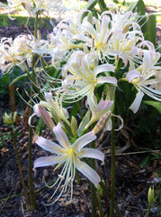 White Lycoris Spider Lilies Bulbs Radiata Hurricane Lily Cluster Amayllis Growing Bonsai Roots Rhizomes Corms Tubers Potted Planting Reblooming Fragrant Garden Species Blooms Flower Seeds Plant Gardening