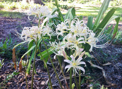 White Lycoris Spider Lilies Bulbs Radiata Hurricane Lily Cluster Amayllis Growing Bonsai Roots Rhizomes Corms Tubers Potted Planting Reblooming Fragrant Garden Species Blooms Flower Seeds Plant Gardening