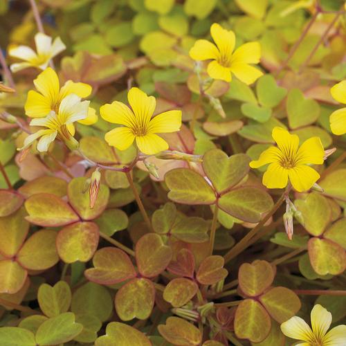 Cheap Molten Lava Shamrock Oxalis Bulbs Wood Sorrel Perennial Growing Bonsai Roots Rhizomes Corms Tubers Potted Planting Reblooming Fragrant Garden Species Blooms Flower Seeds Plant Gardening