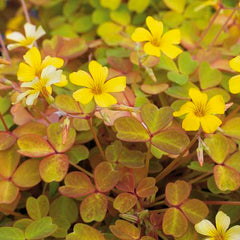 Cheap Molten Lava Shamrock Oxalis Bulbs Wood Sorrel Perennial Growing Bonsai Roots Rhizomes Corms Tubers Potted Planting Reblooming Fragrant Garden Species Blooms Flower Seeds Plant Gardening