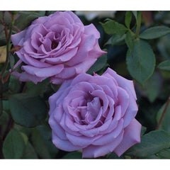 Light Pink Rose Seedlings Flower Seeds Perennial Growing Bonsai Corms Tubers Potted Planting Reblooming Fragrant Garden Roots Rhizomes Species Blooms Plant Bulbs Gardening Tree