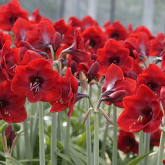 Ferrari Red Amaryllis Hippeastrum Blooms Species Growing Bonsai Bulbs Roots Rhizomes Corms Tubers Potted Planting Reblooming Fragrant Garden Flower Seeds Plant  Size 12-16cm