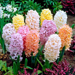 Spanish Bluebell Dainty Maid Hyacinth Bulbs Blooms Species Growing Bonsai Roots Rhizomes Corms Tubers Potted Planting Reblooming Fragrant Garden Flower Seeds Plant Gardening Grape Hyacinth