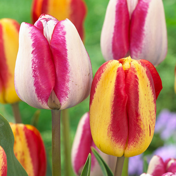 Tulip Bulbs Colour Mystic/Hot Pants Collection Blooms Species Growing Bonsai Roots Rhizomes Corms Tubers Potted Planting Reblooming Fragrant Garden Flower Seeds Plant